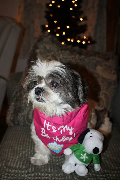 Rosedale Animal Hospital Picture 7