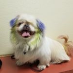 Rosedale Animal Hospital