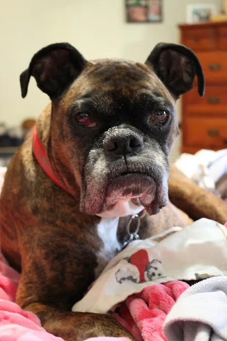 Rosedale Animal Hospital Picture 8