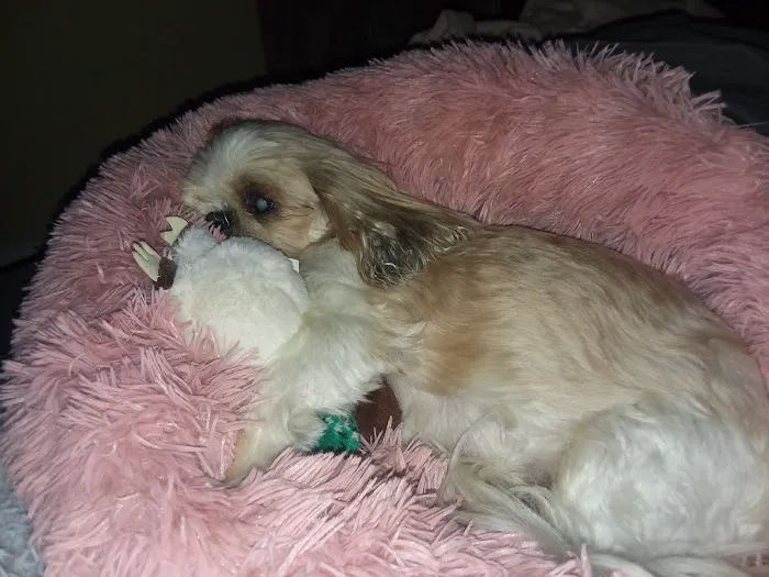 Rosedale Animal Hospital Picture 10