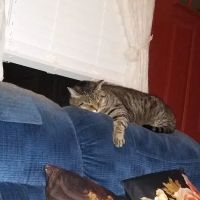 Dundalk Animal Hospital ico
