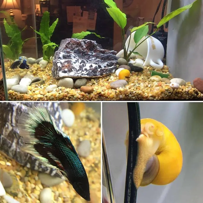 Petco Picture 6