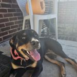 Dundalk Animal Hospital: Salib Farag G DVM