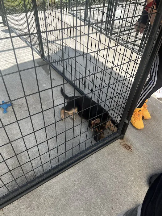 Tully's Kennels Picture 7