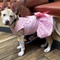 Eastern Animal Hospital ico