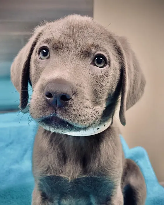 Arnold Veterinary Hospital Picture 9