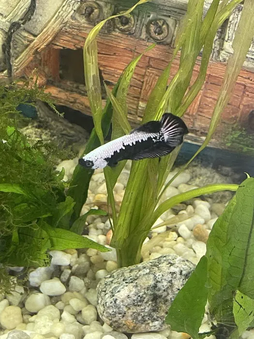 Too Many Tanks Picture 6