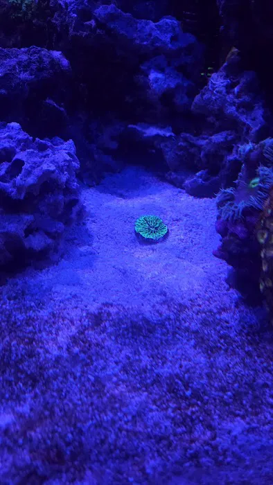 Too Many Tanks Picture 9