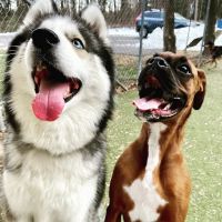 Arnold Pet Station ico