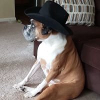 Bay Country Veterinary Hospital - Annapolis ico