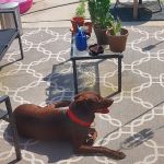 Humane Pet Services LLC