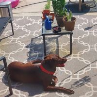 Humane Pet Services LLC ico