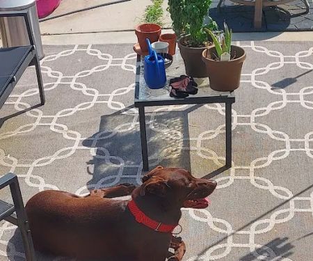 Humane Pet Services LLC