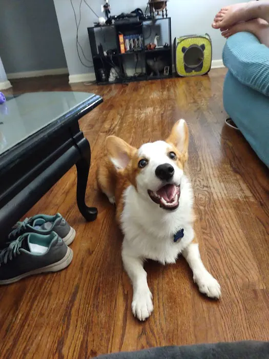 Humane Pet Services LLC Picture 2