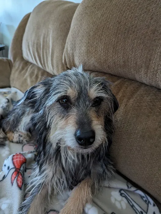Humane Pet Services LLC Picture 6