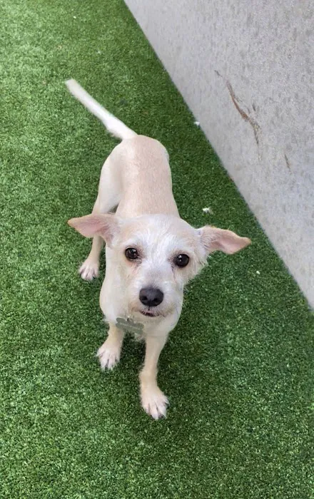 Humane Pet Services LLC Picture 8