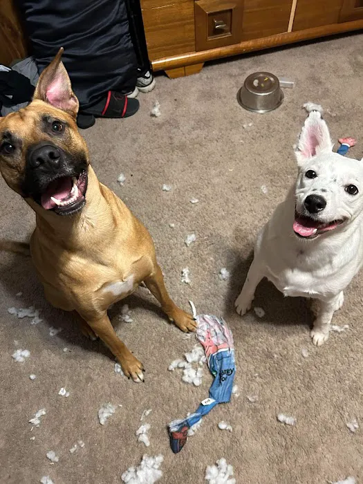 Humane Pet Services LLC Picture 10