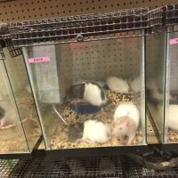 Bird Cage Pet Shop ico