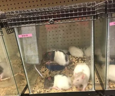 Bird Cage Pet Shop