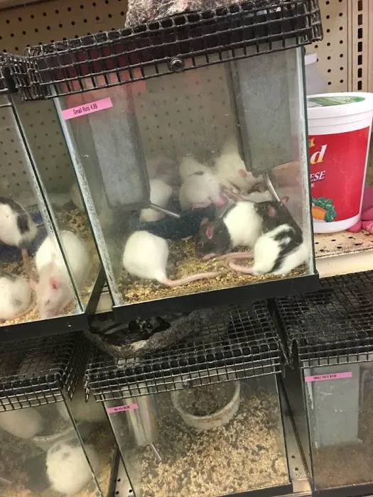 Bird Cage Pet Shop Picture 5