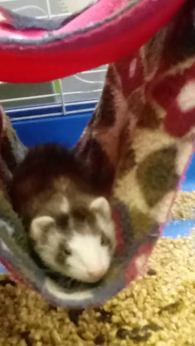 Bird Cage Pet Shop Picture 10