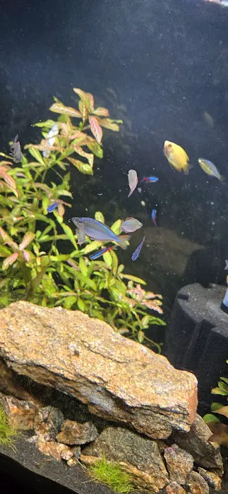 Tropical Fish Picture 1