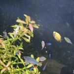 Tropical Fish
