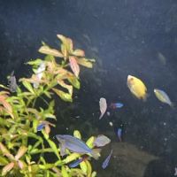 Tropical Fish ico
