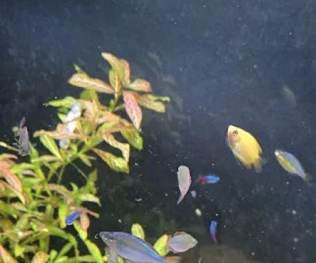 Tropical Fish