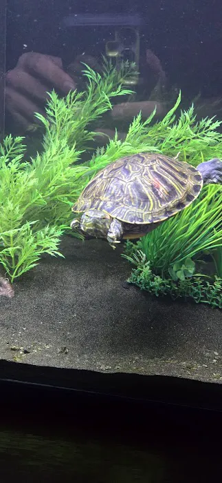 Tropical Fish Picture 3