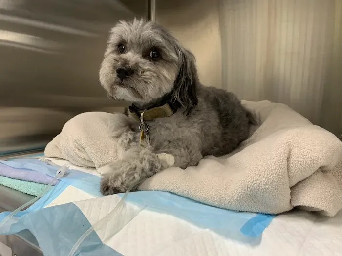 Anne Arundel Veterinary Emergency Clinic Picture 1
