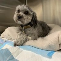 Anne Arundel Veterinary Emergency Clinic ico