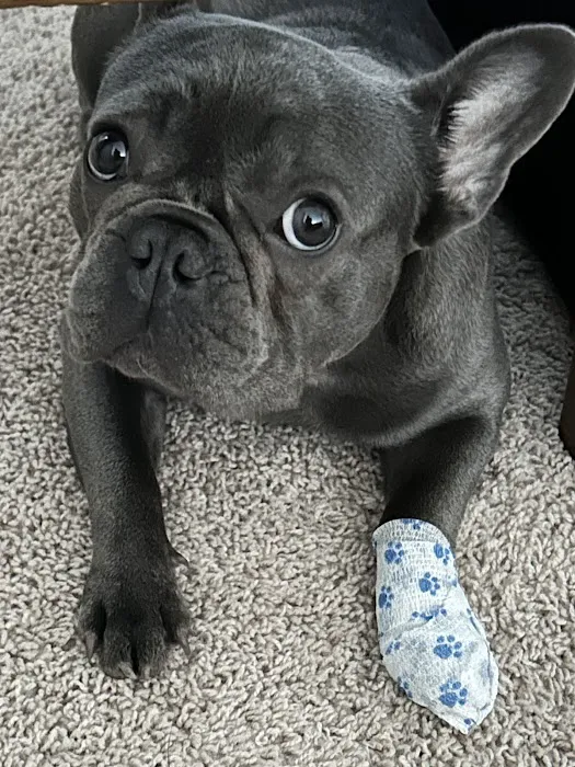 Anne Arundel Veterinary Emergency Clinic Picture 7