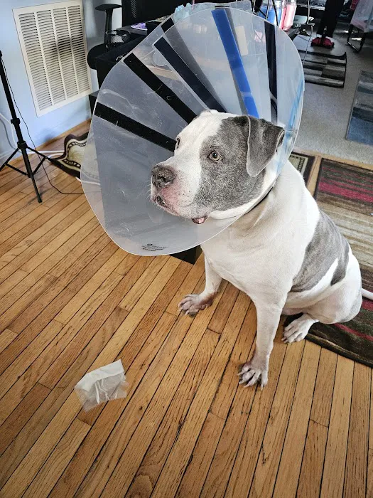 Anne Arundel Veterinary Emergency Clinic Picture 6