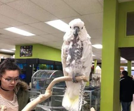 pets r us