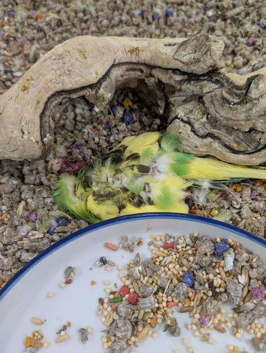 pets r us Picture 5