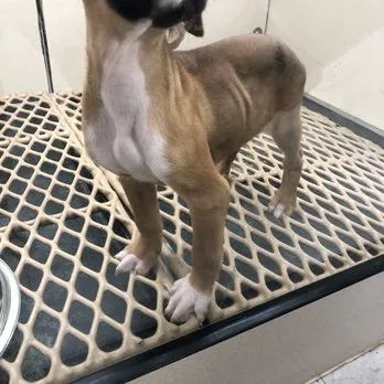 pets r us Picture 6