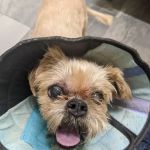 Eye Care for Animals - Annapolis Best Gate
