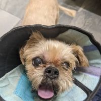 Eye Care for Animals - Annapolis Best Gate ico