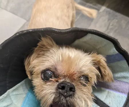Eye Care for Animals - Annapolis Best Gate