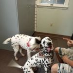 Mechanicsburg Veterinary Clinic