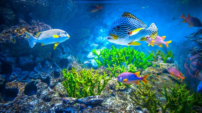 Fish Freaks Picture 9