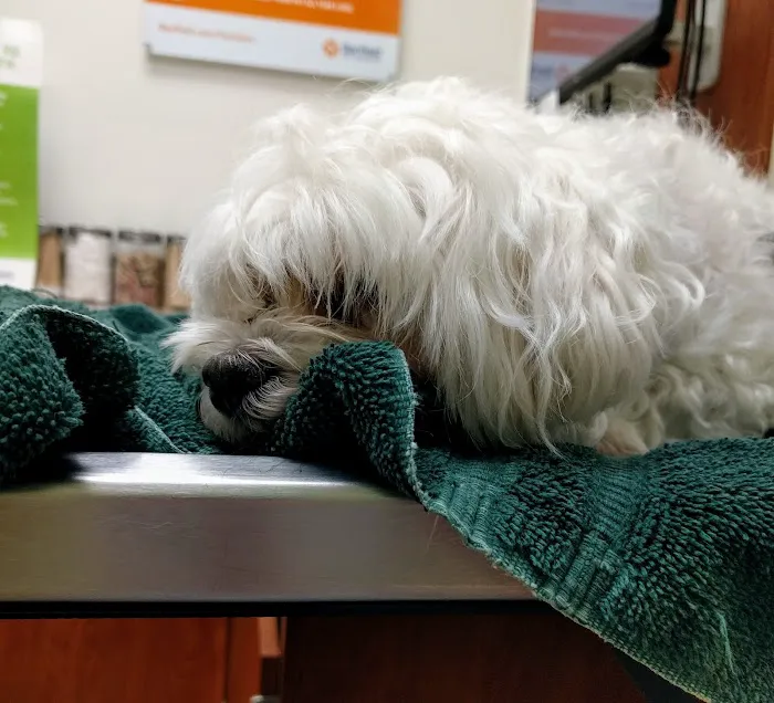 Banfield Pet Hospital Picture 4