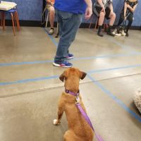 Banfield Pet Hospital ico