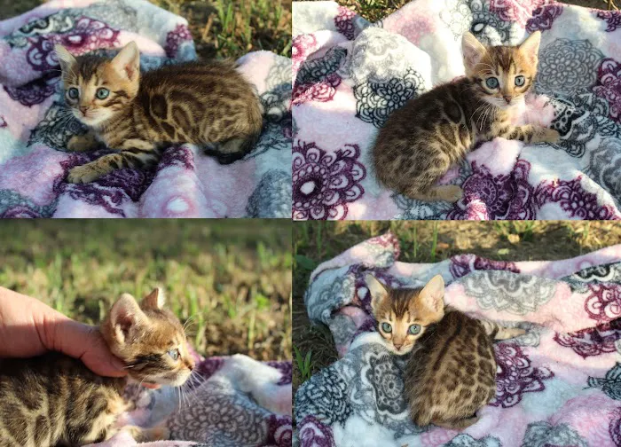 Honey Creek Cats Picture 1