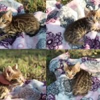 Honey Creek Cats ico