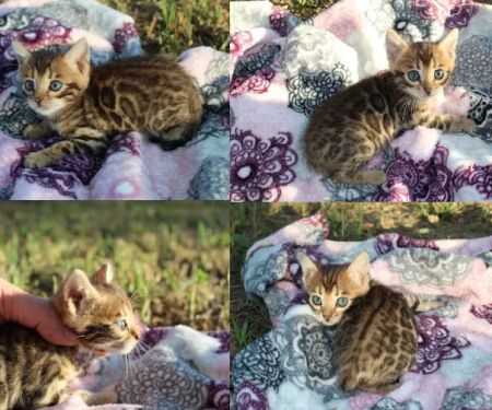 Honey Creek Cats
