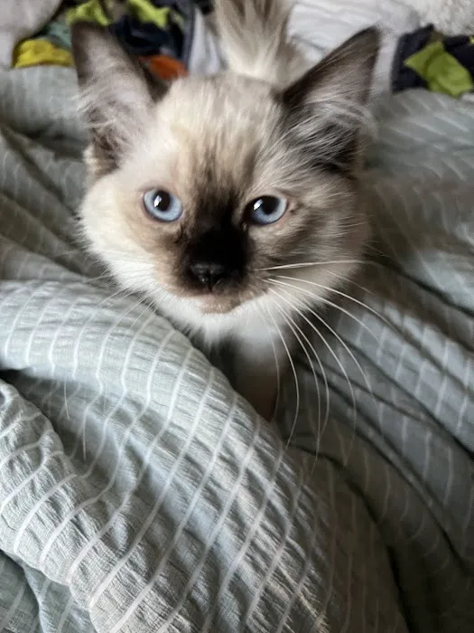 Honey Creek Cats Picture 10