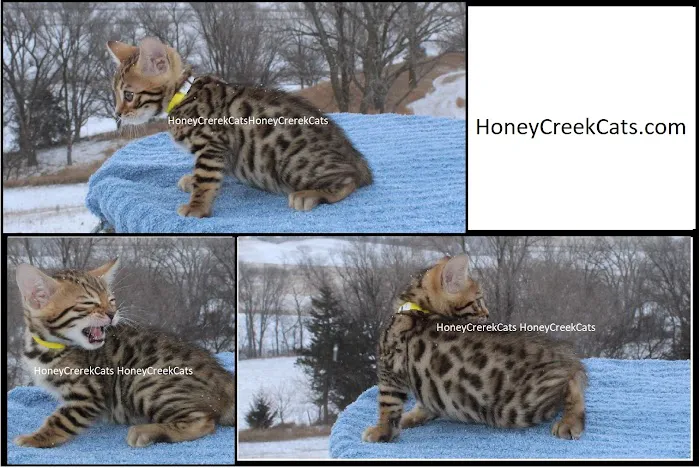 Honey Creek Cats Picture 2