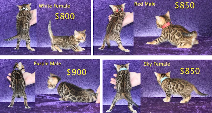 Honey Creek Cats Picture 7